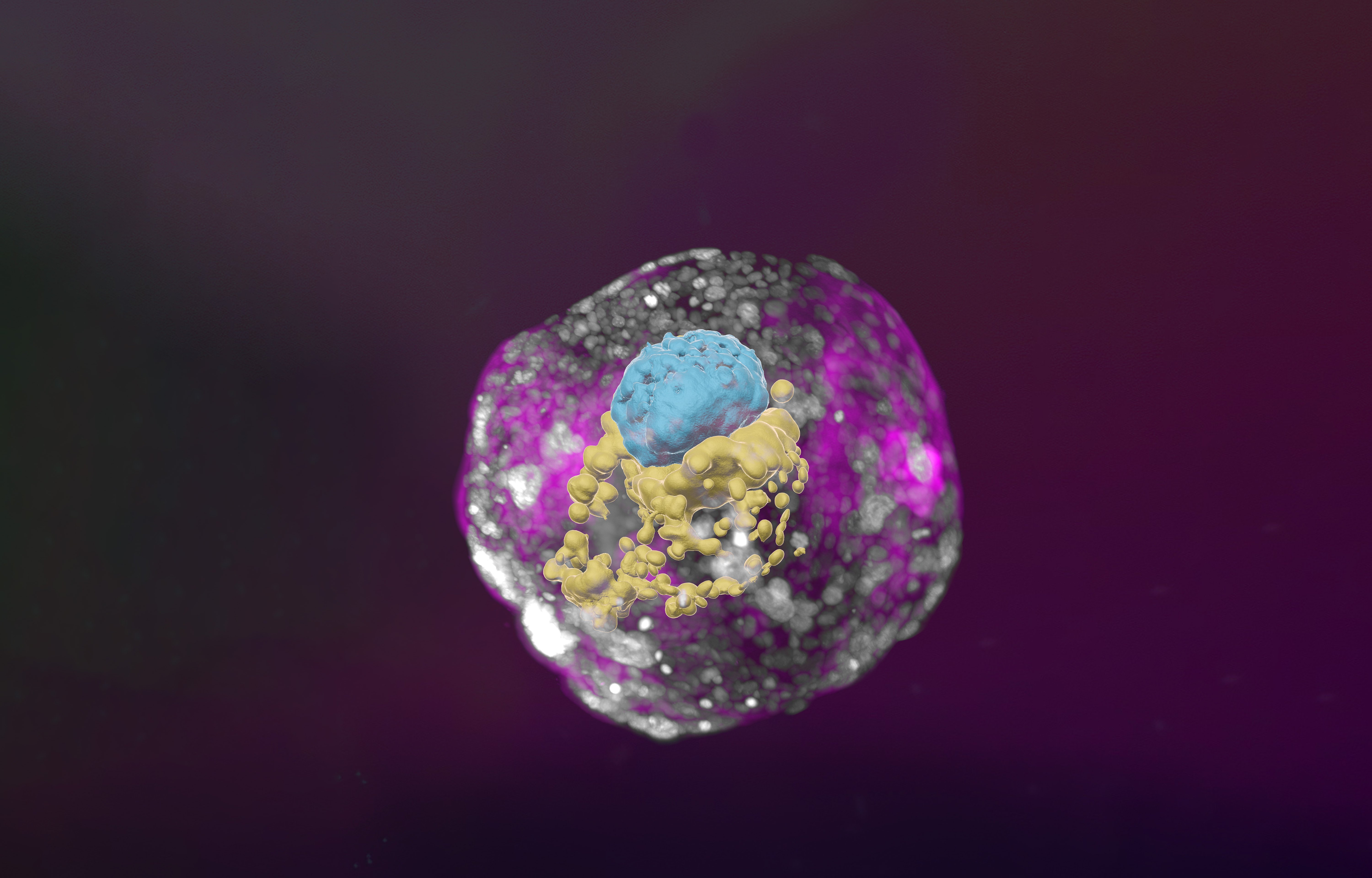 A 3D image of the Hanna labs human embryo model on day 14 including the placenta