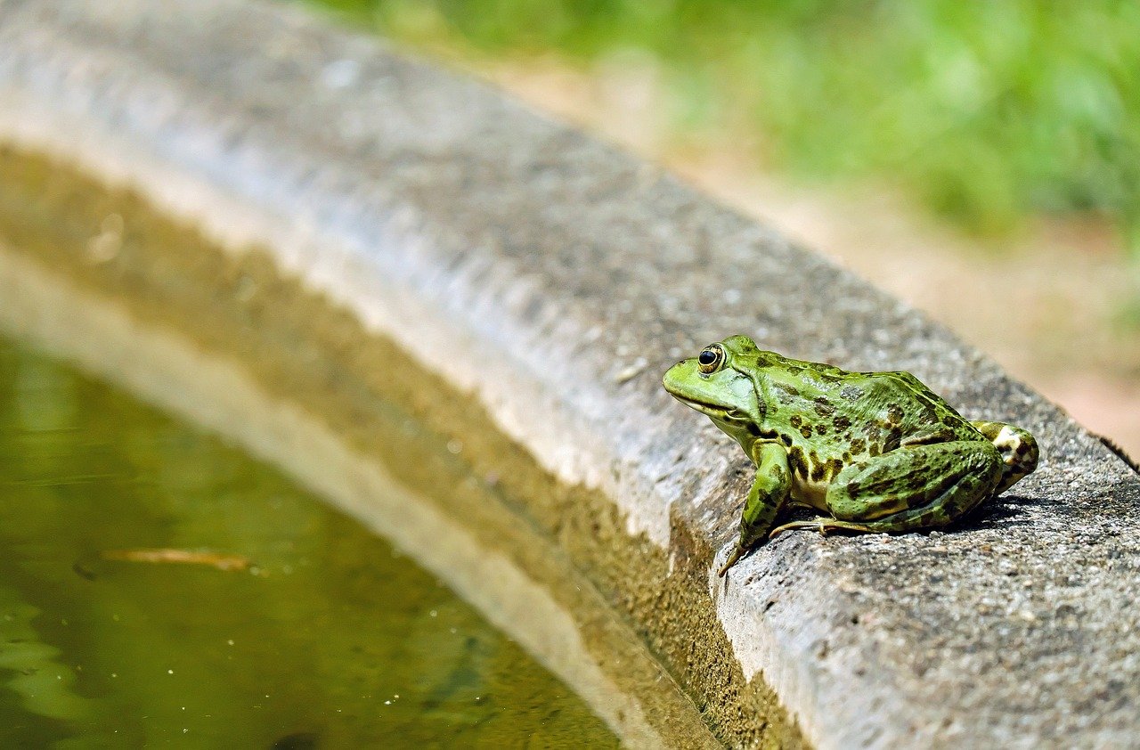 frog on a fountain