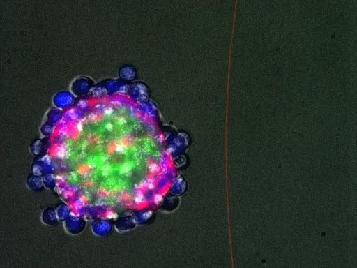 Image of a 3-layer sphere structure made from individual cells in the Lim Lab