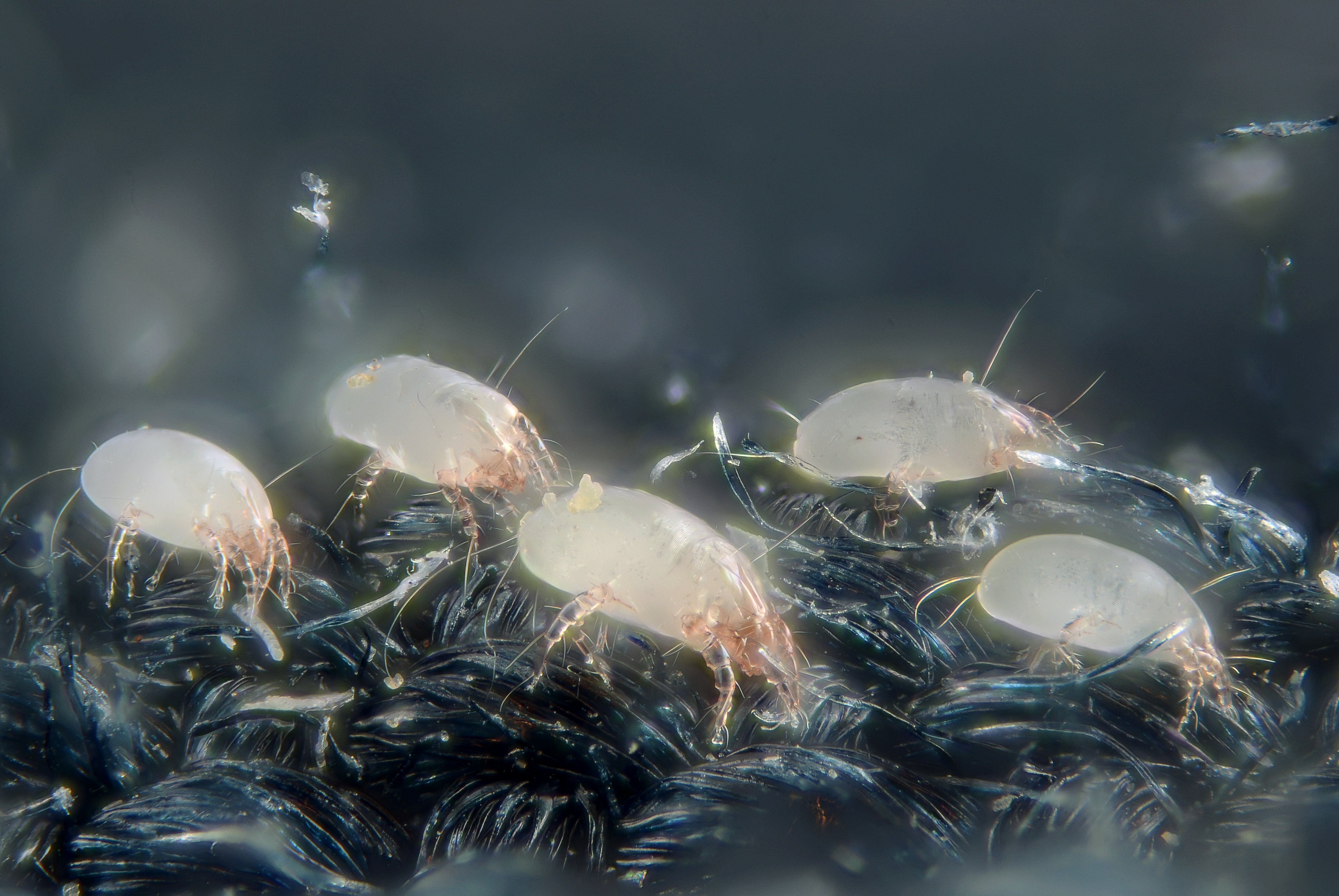 House dust mites