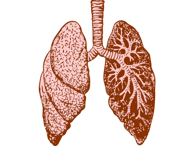 Lungs illustration Image Pixabay