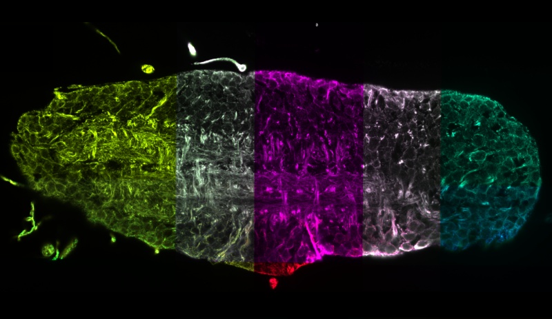 MDC fruit fly tissue map