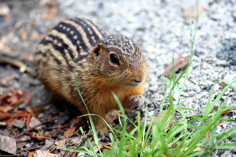 hirteen-lined ground squirrel