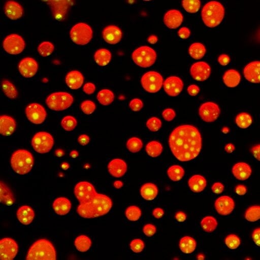 A black background with orange and yellow cell components illustrating biomolecular condensates