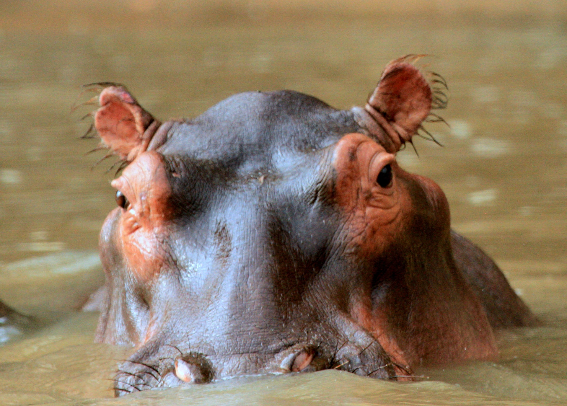 Hippo head breaking the surface of the water