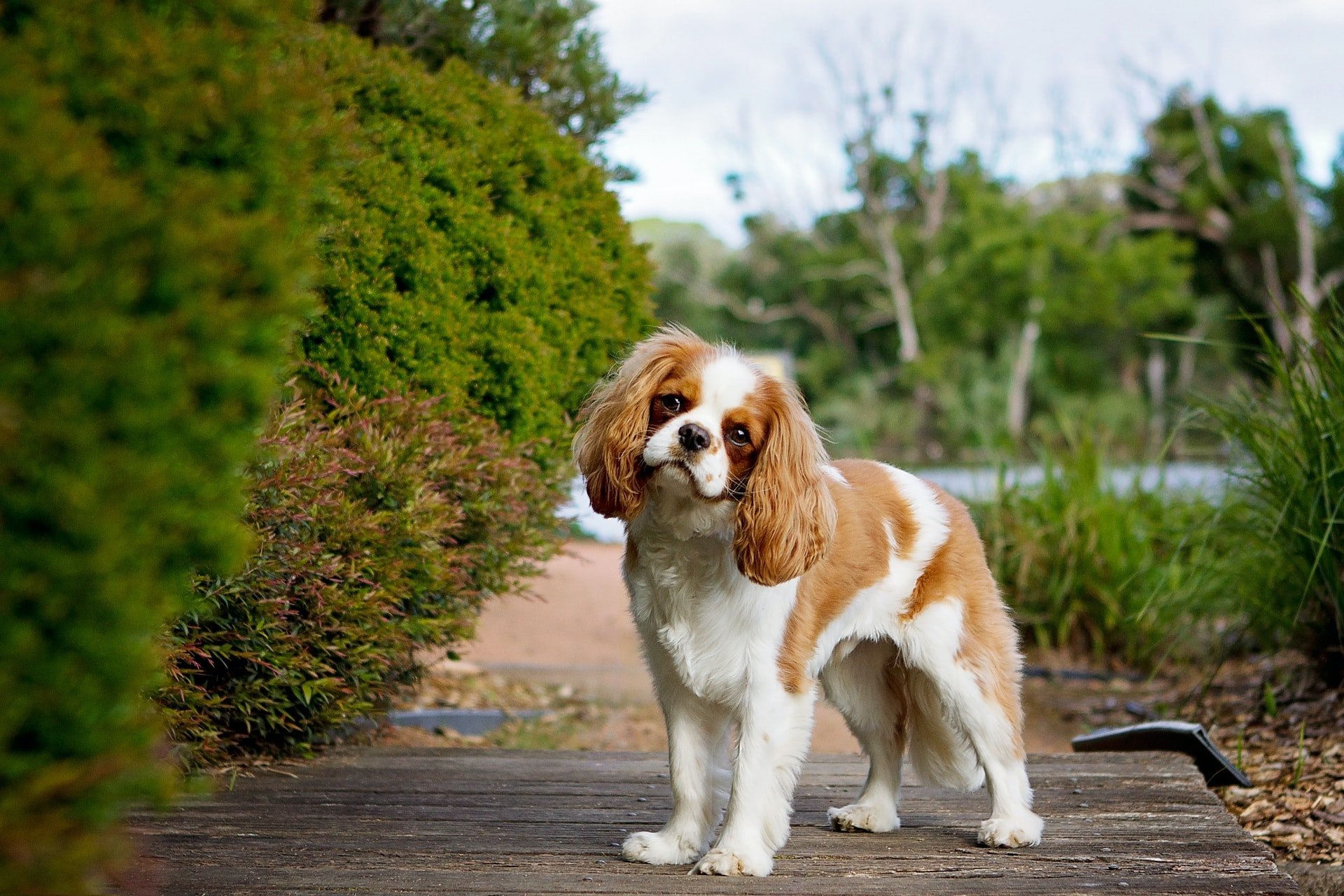 Cavalier King Charles spaniel standing on a wooden path cocking its head