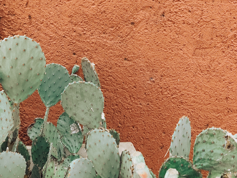 row of cactus against a brown wall