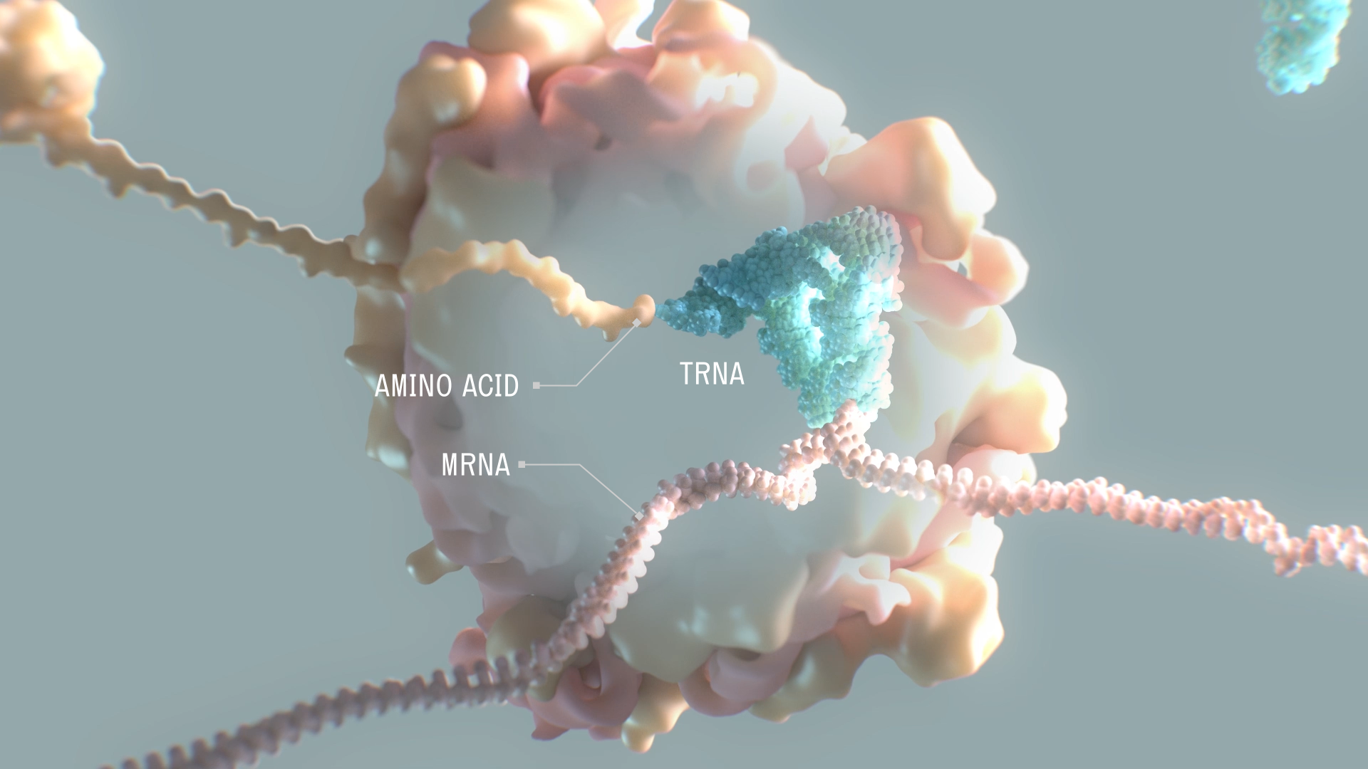 Alltrnas tRNAs