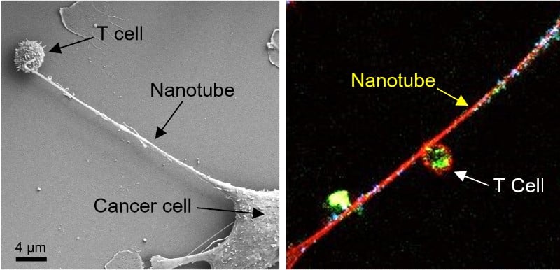 Cancer Nanotubes