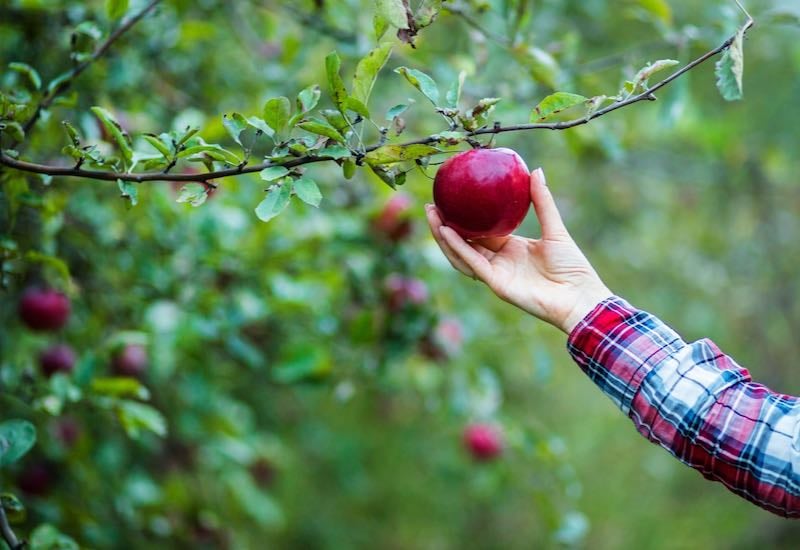 Hand picking a red apple off a tree in an orchard