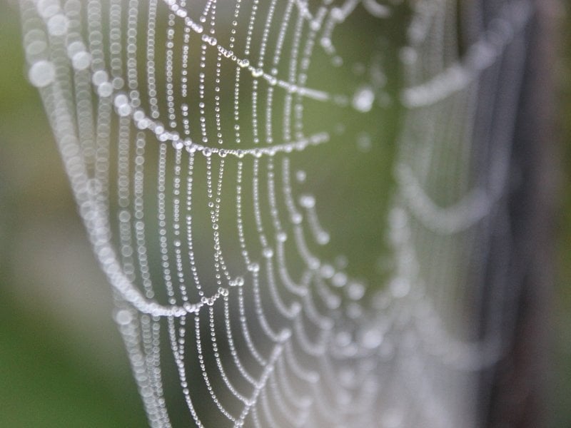 Spider web gossamer
