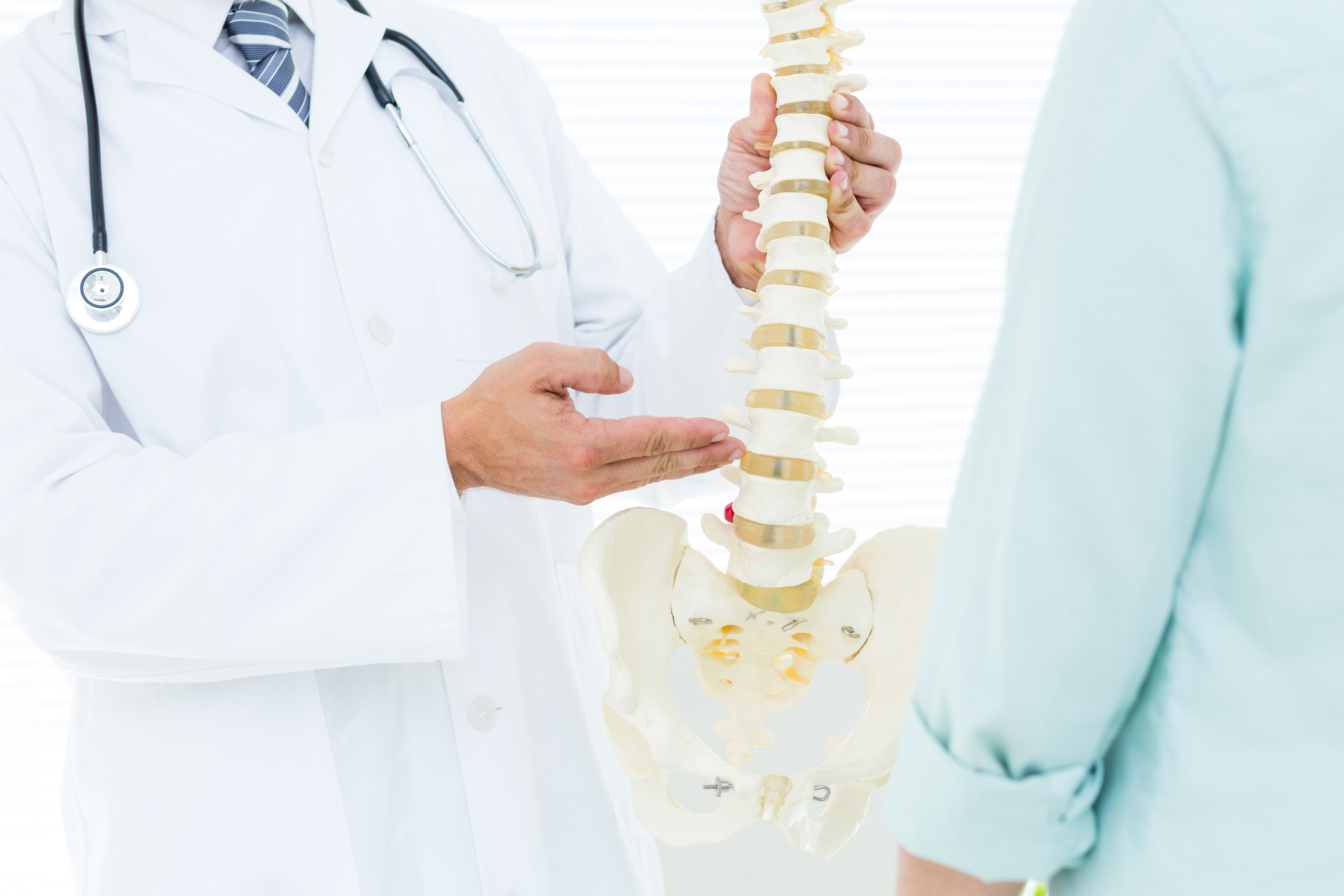 Chiropractor showing model of spine to patient