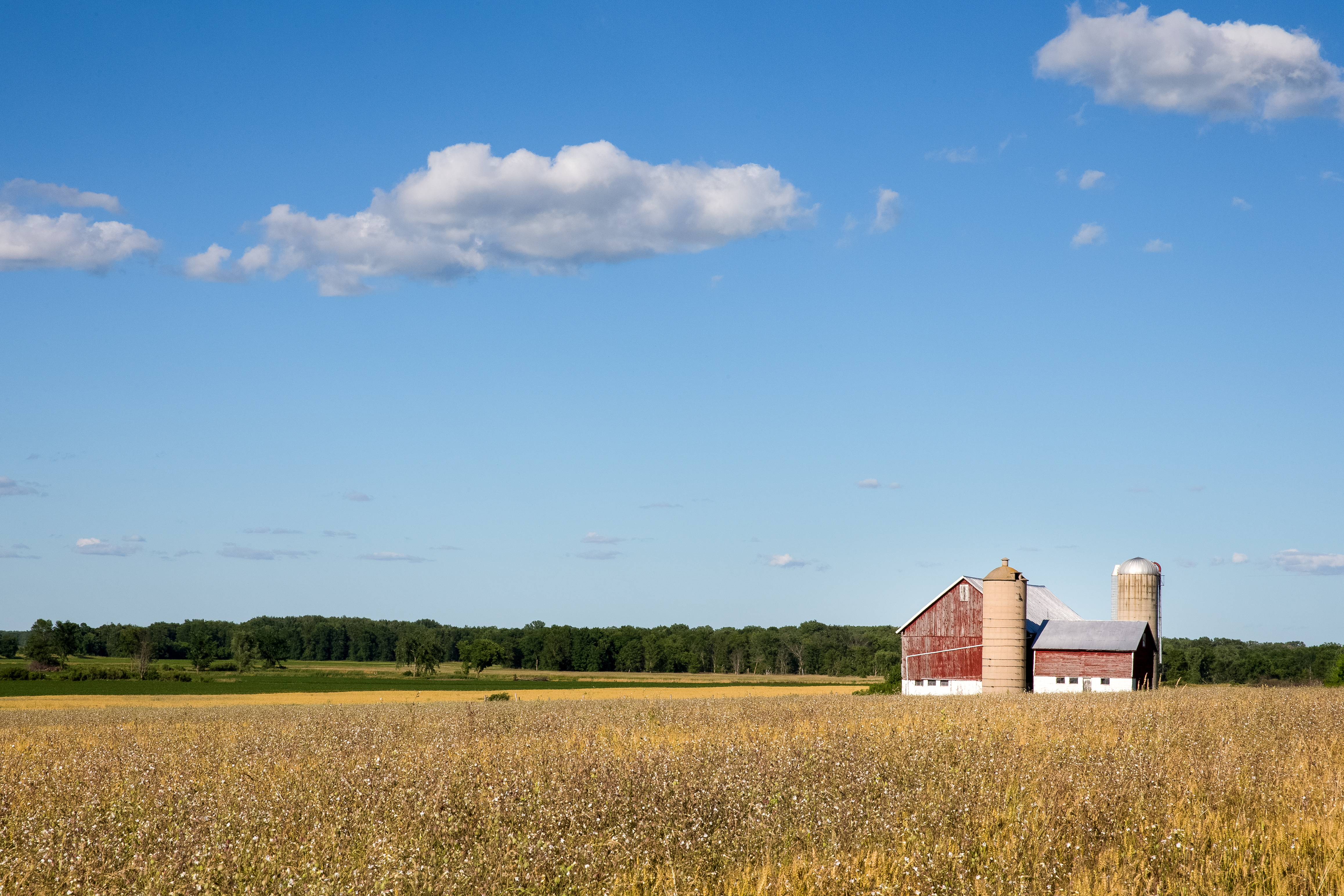 Classic rural farm scene with a weathered red barn silos golden crops and a blue sky