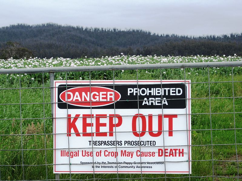 Opiate poppy field Tasmania