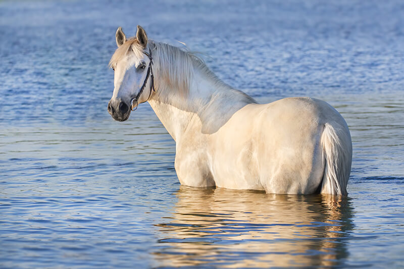 horse swimming in water