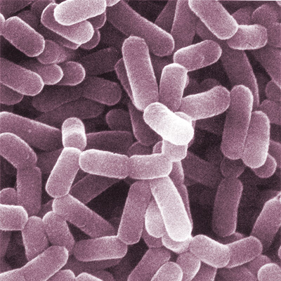 Gut bacteria 1