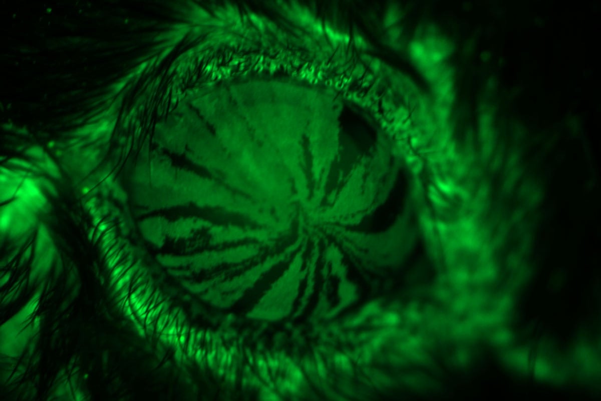 A mouse eye stained fluorescent green 