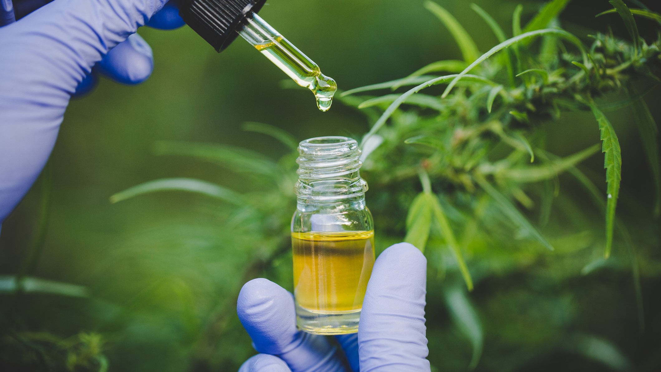 Cannabinoid THC weed cannabis oil