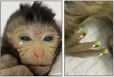 A chimeric monkey, with green skin and fingers from ESCs tagged with GFP