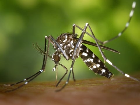Aedes albopictus mosquito, which transmits Zika virus, Chikungunya virus, dengue fever and yellow fever