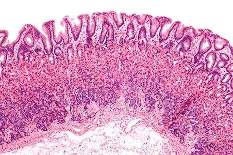 cells magnified