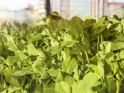AccorHotels gardens green leafy plant