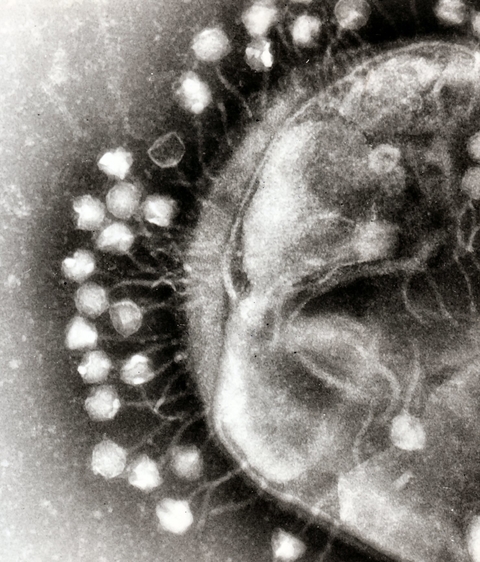 Bacteriophages