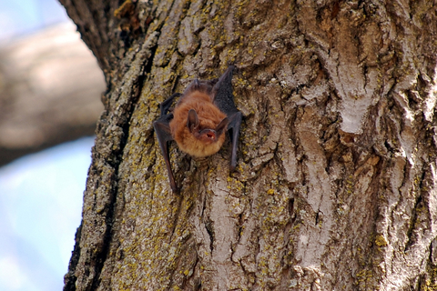 Tiny brown bat.