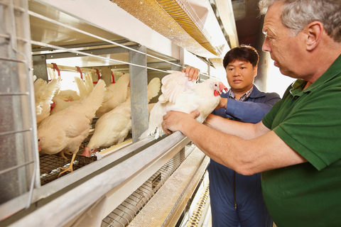 two scientists and chickens