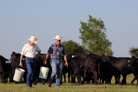 two farmers feeding cows