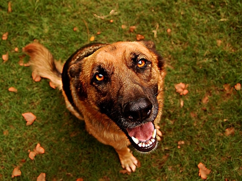 Dog