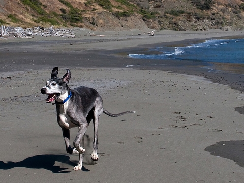 Great Dane