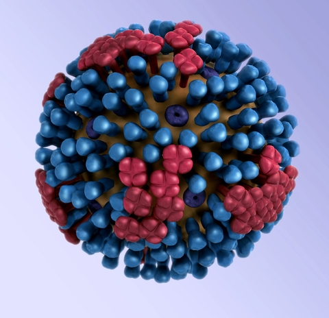 Influenza Virus