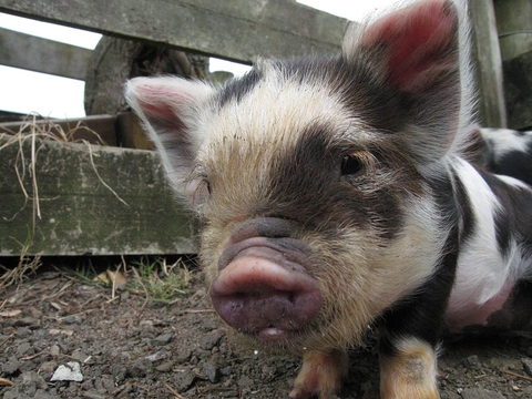 Kunekune piglet