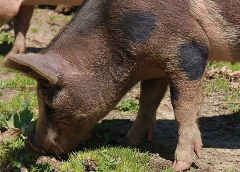 Pig