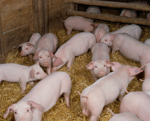 Piglets in a barn