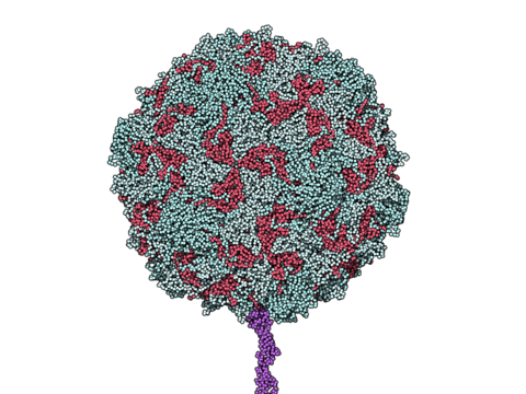 A model of a poliovirus attaching to a receptor on a cell