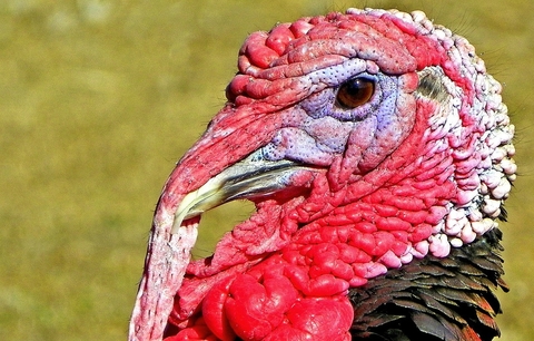 Turkey