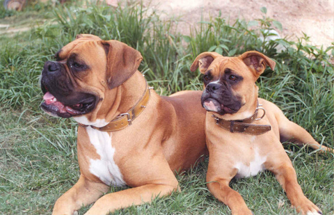 Boxers