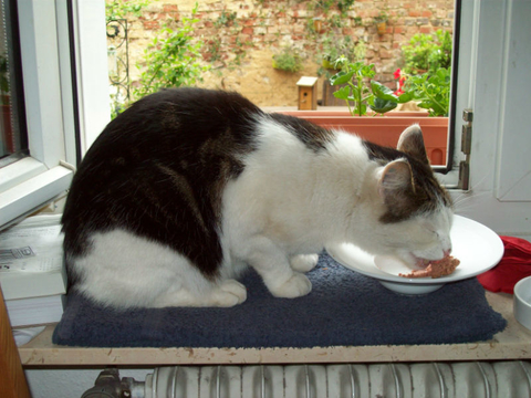 Cat eating