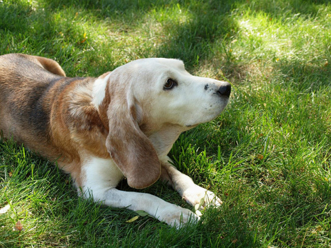 Elderly dog
