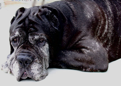 Elderly dog
