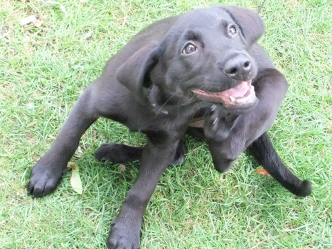 Itchy dog