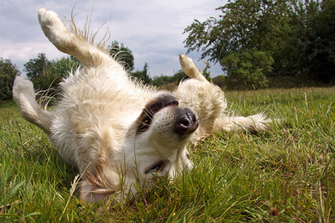 Itchy dog