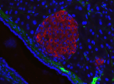 Pancreatic islet