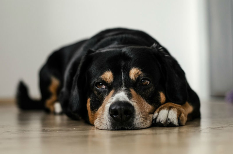 Sad dog