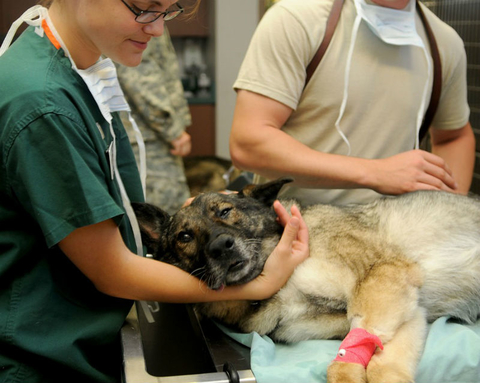 Veterinarians