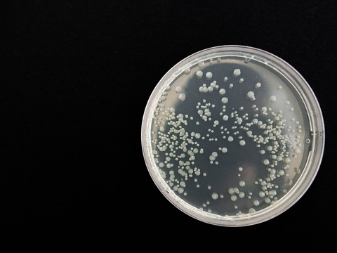 Bacteria culture