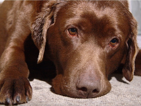 dog