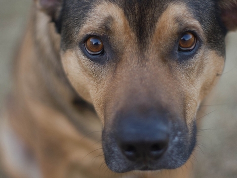 dog